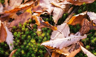 Вывоз и утилизация листвы